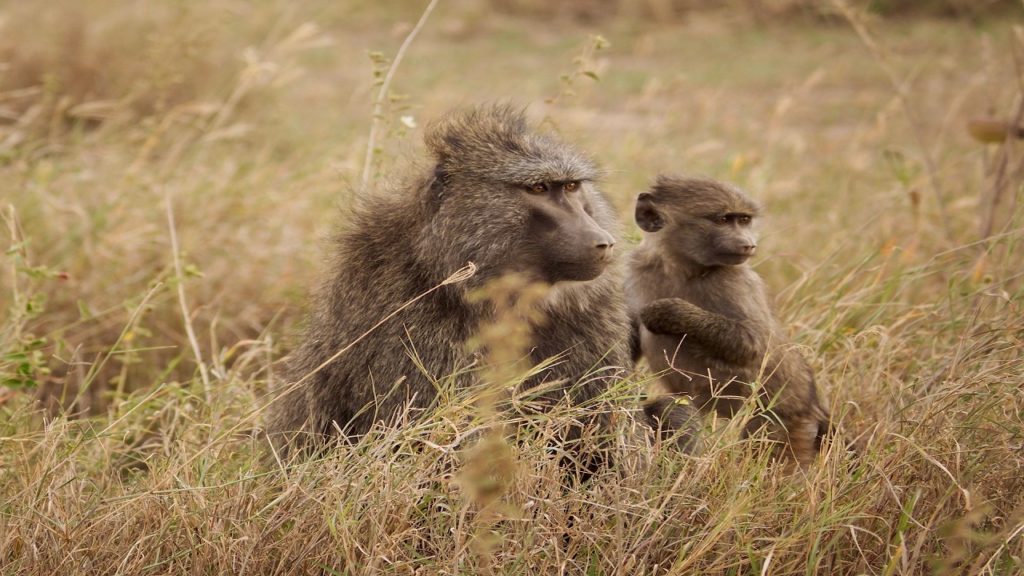 Calls for Constantia resident to be prosecuted after shooting young baboon