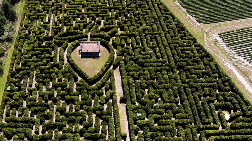 Redberry Maze in George hailed as one of the most amazing in the world