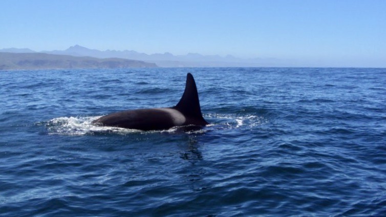 Watch: First orcas sighted in Plett since November 2022