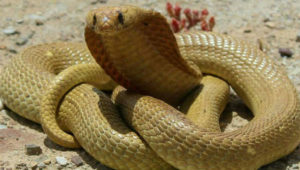 Cape Cobra. Gerrie Heyns / Cape Snake Conservation