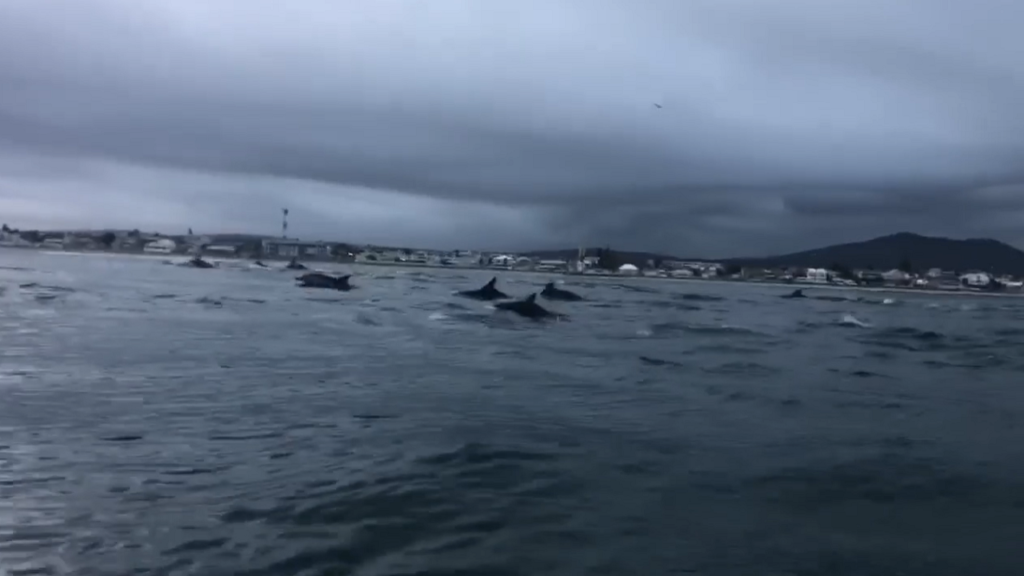 Watch: A fortunate encounter with a pod of dusky dolphins