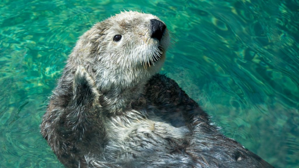 Watch: An 'otterly' lucky encounter – otters splashing in someone's pool