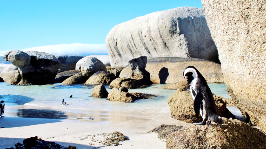 A UK study ranks Boulders as one of the world's most beautiful beaches