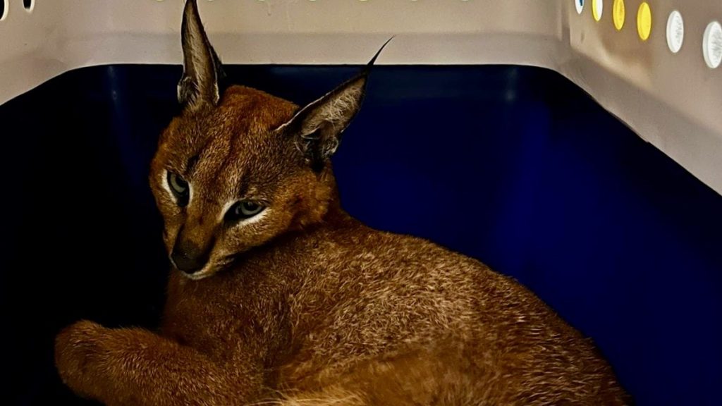 Another caracal knocked down by a vehicle but, fortunately, not killed