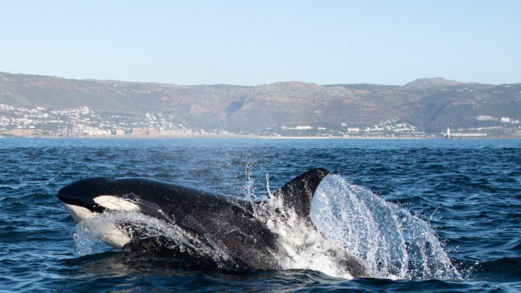 In pictures: Simon’s Town Boat Company treated to a killer whale hunt