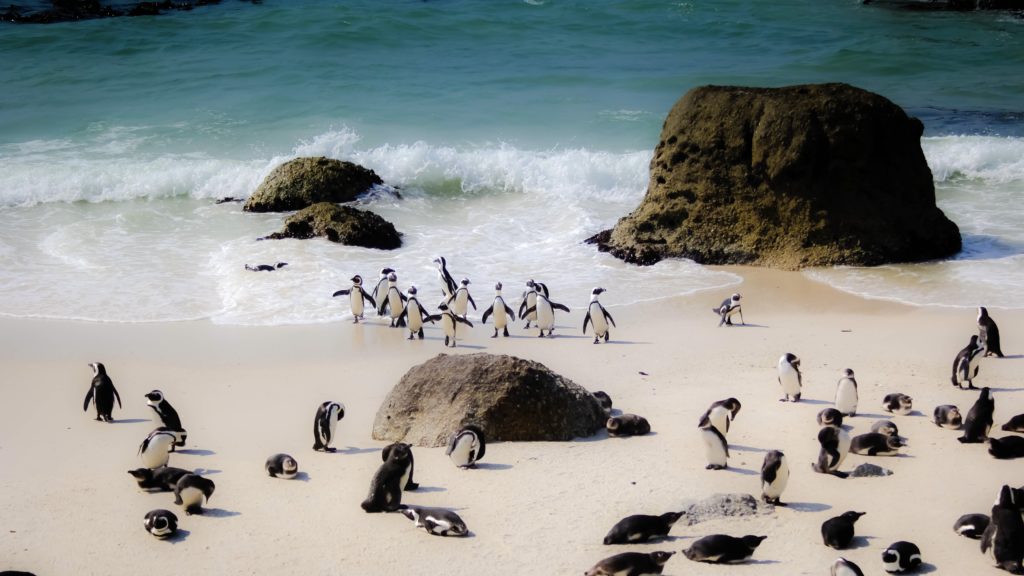 Cape Town beach makes prestigious list of the world's 50 best beaches