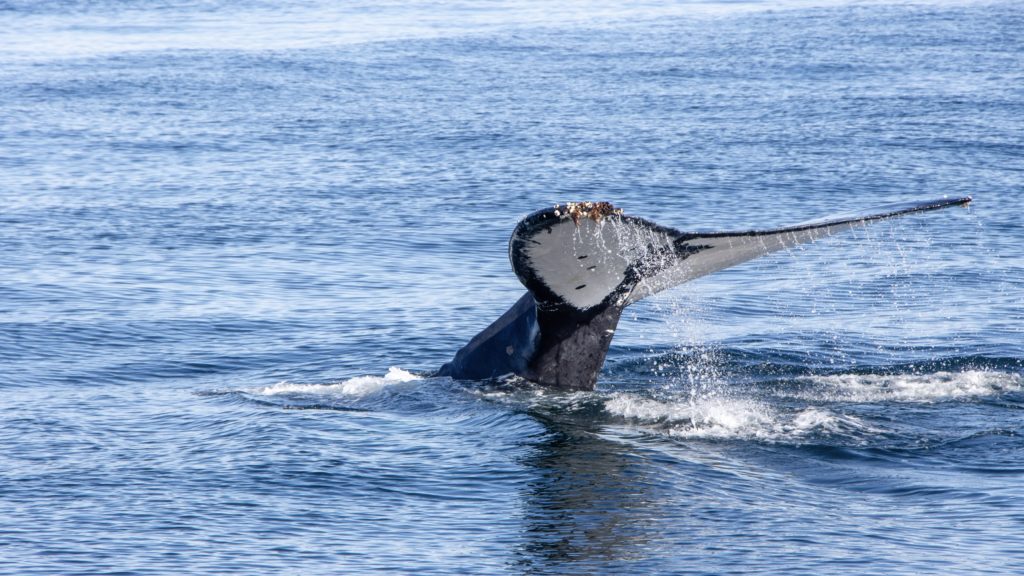 Plettenberg Bay receives prestigious Whale Heritage Site status