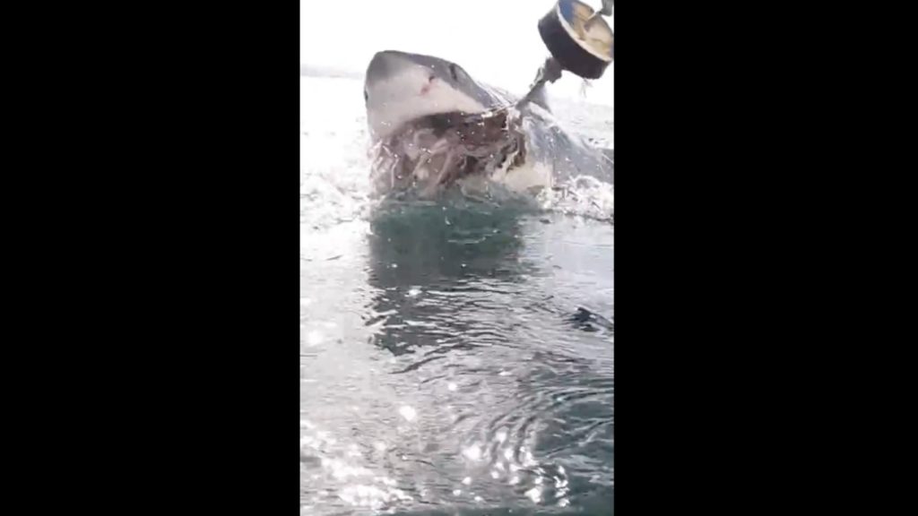 Great white shark lunges at a shark tour boat in Mossel Bay