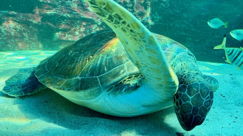 Breaking news: Two Oceans Aquarium reveals Bob the turtle is a girl!