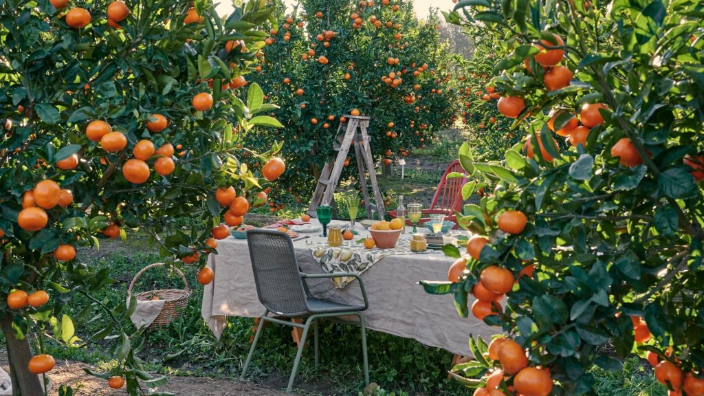 The Boschendal Citrus Festival celebrates zesty winter harvests