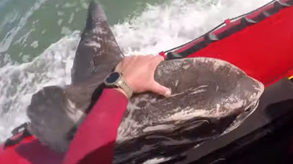 Watch: NSRI helped a stranded sunfish find its way back home
