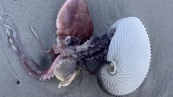 Video: Scientist encounters a paper nautilus octopus on Muizenberg Beach