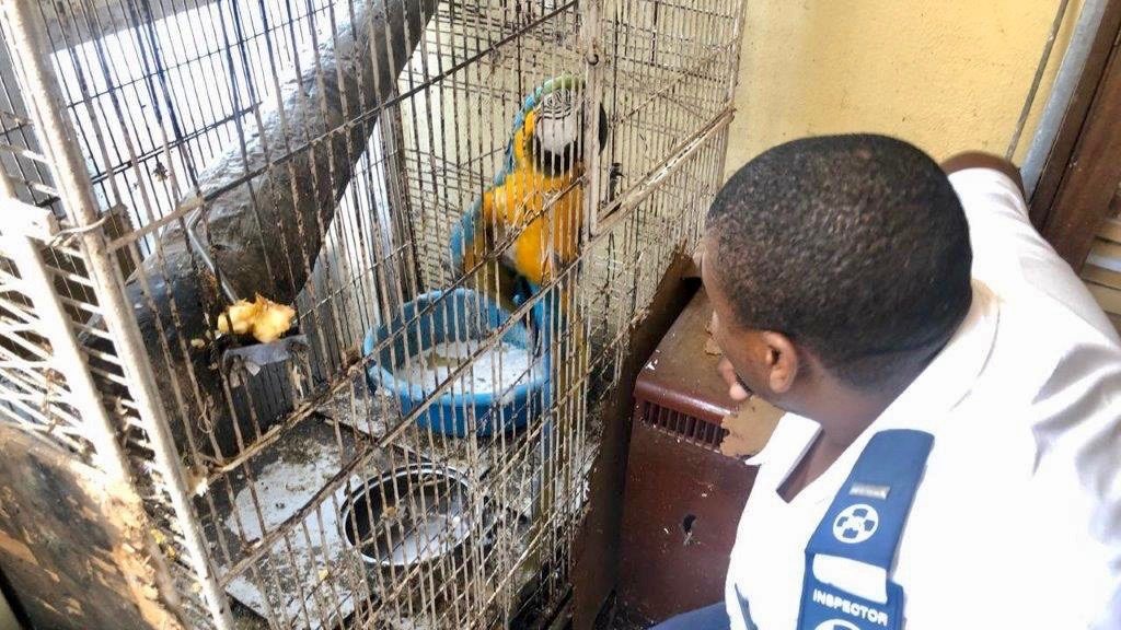 SPCA expresses disappointment as animal abuser gets a slap on the wrist