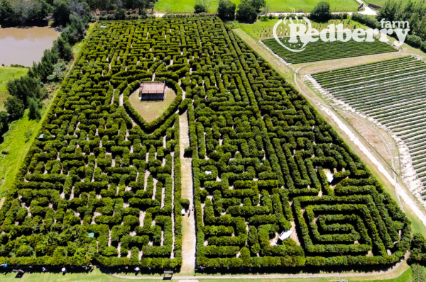 An aerial view of the Red Berry Farm & Maze, a popular destination among things to do in George.