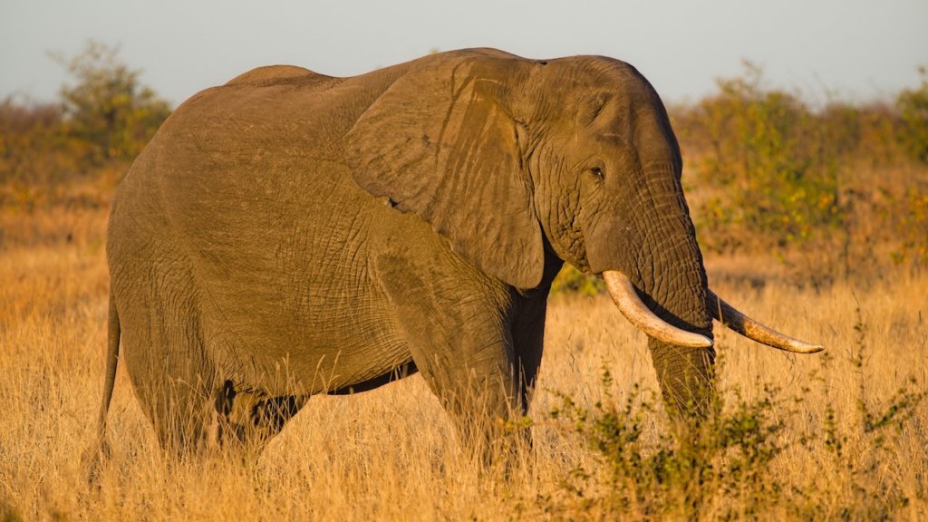 Fatal elephant encounter at Western Cape game reserve