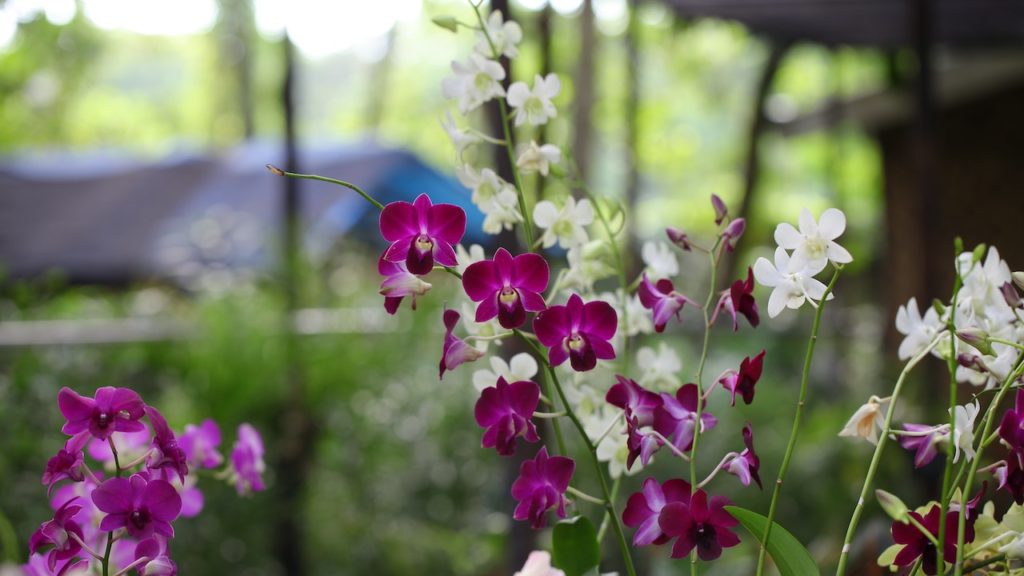 Enchanting orchid displays set for the Cape Orchid Society's Autumn Show
