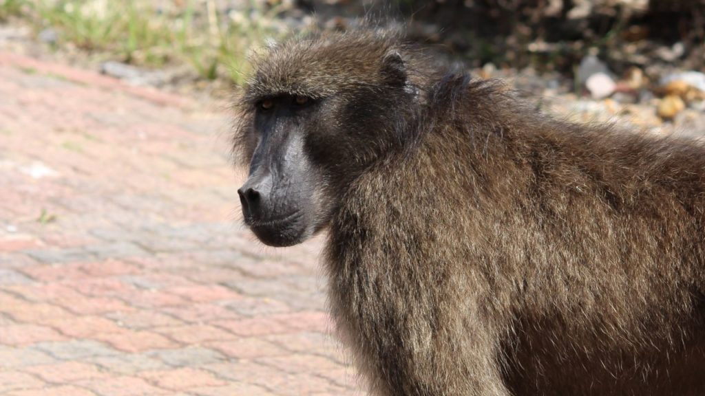 City of Cape Town mulls R20 million spend on baboon management