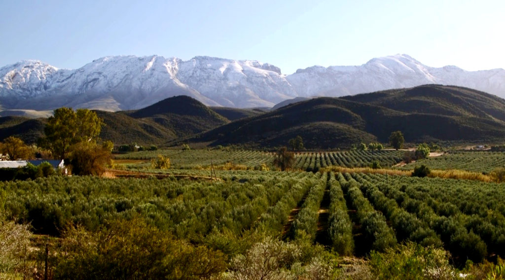 Olive oil from South Africa's De Rustica wins a top international award
