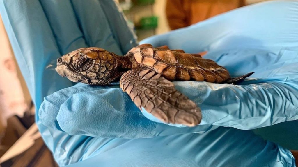 Be on the lookout for turtle hatchlings on False Bay beaches