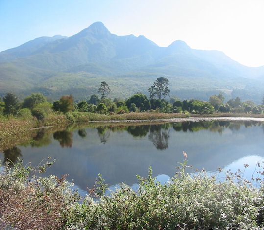 Lush Garden Route Botanical Garden, a top 'thing to do' in George.