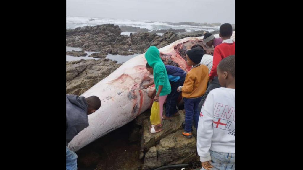 Overstrand Municipality urges public not to eat meat of washed-up whale