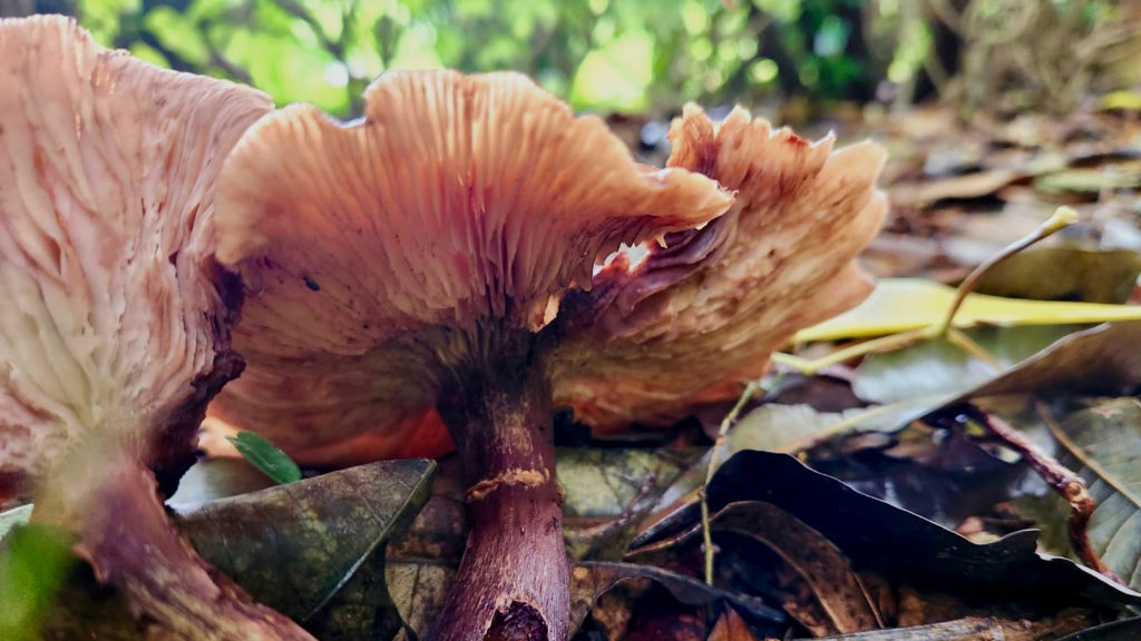 Look: Heavy rainfall brings flourishing mushroom growth to Kirstenbosch