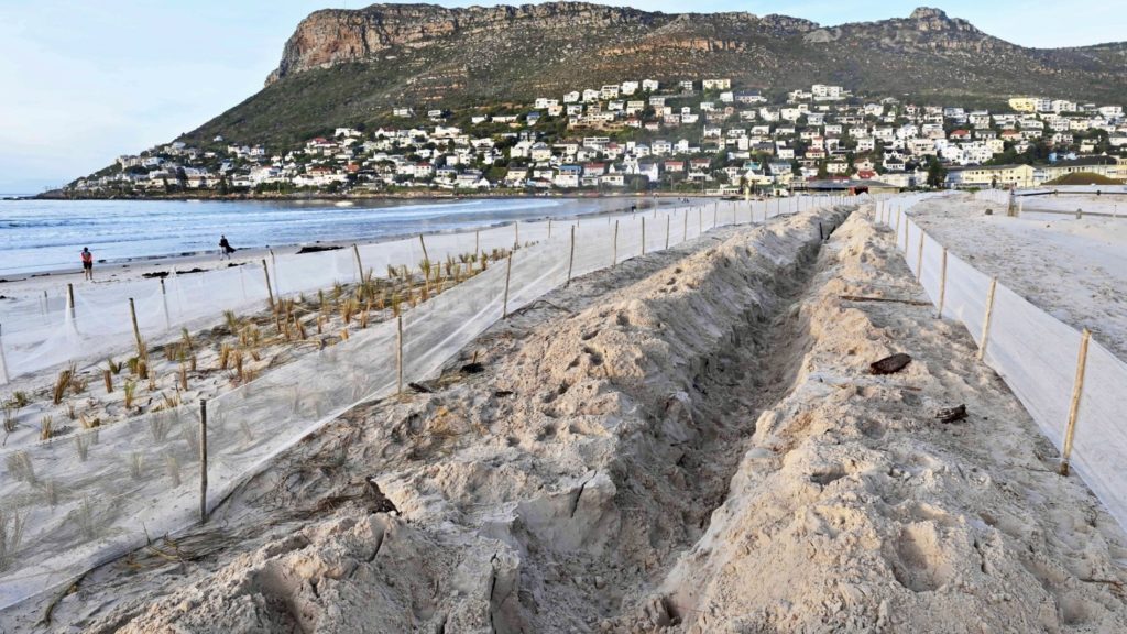 The Fish Hoek dune rehabilitation project is well under way