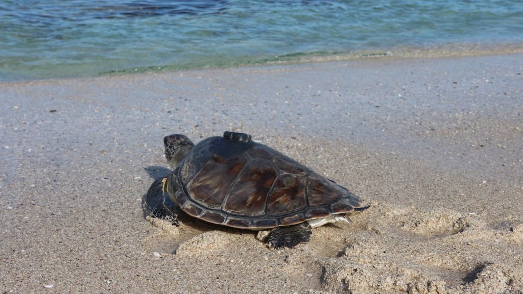 5 rehabilitated turtles successfully released into De Hoop Nature Reserve