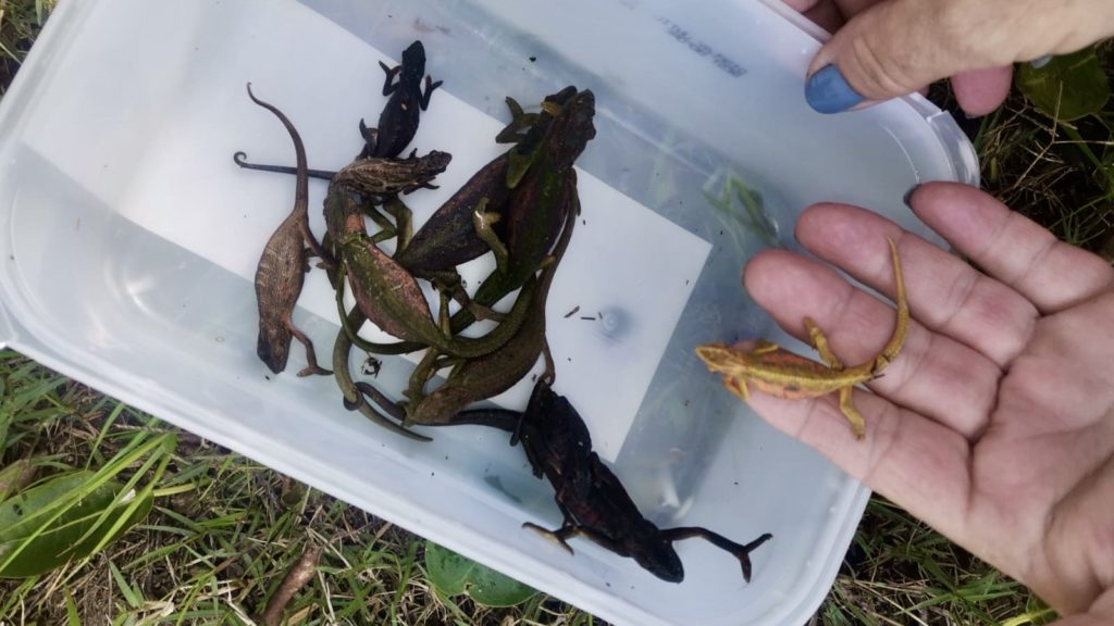 Snake handler and son rescue 61 reptiles from floods in Table View