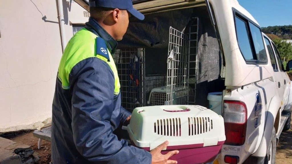 SPCA says 'it wasn't funny', inspector confiscates cats from Mr Faans