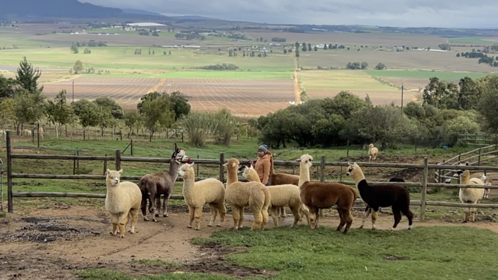 The Alpaca Loom: Paarl's fluffiest hidden gem for the whole family to enjoy