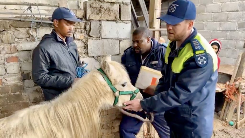Video: Inspectors seize ponies from a property in Tafelsig, Mitchells Plain