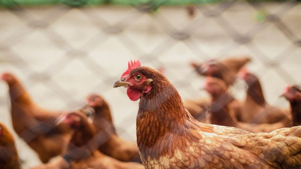 Outbreak of avian flu detected at five poultry farms in Western Cape