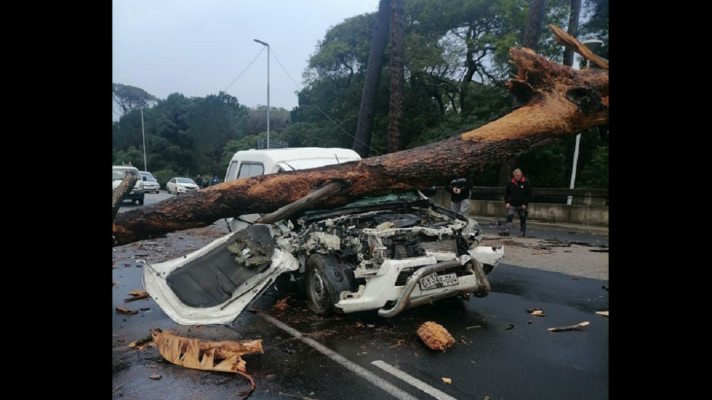 Traffic update: M3 outbound reopened after fallen tree obstructs roadway