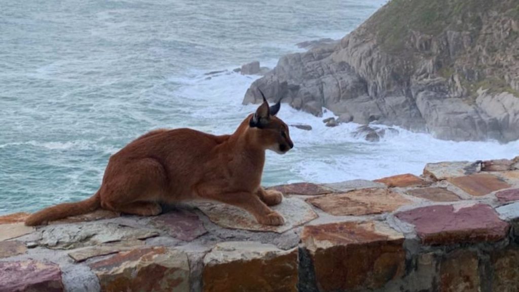 Look: A caracal and her kittens spotted at Cape Town's famous drive