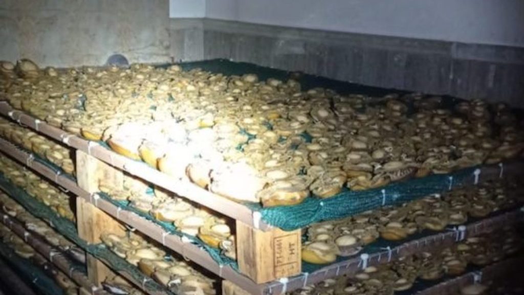 Suspect arrested in Constantia in R2 million abalone bust