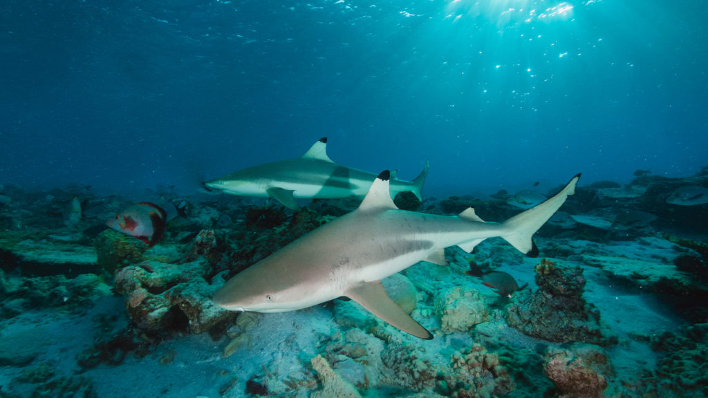 WILDTRUST announces new study to improve shark and ray protection