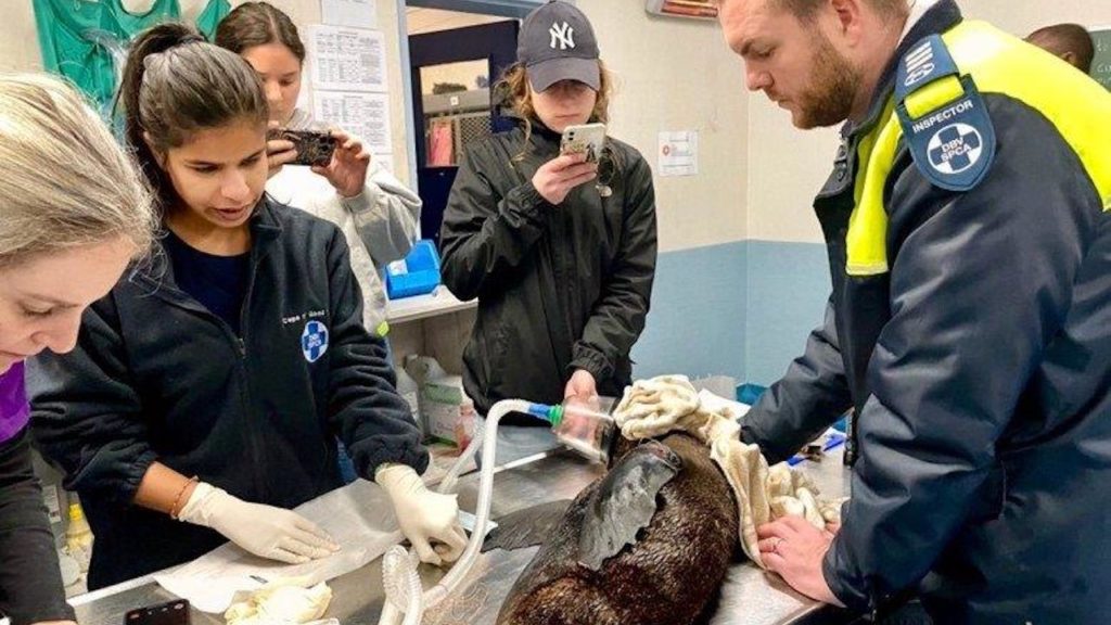 Cape fur seal pup returns to Kalk Bay waters after a complicated surgery