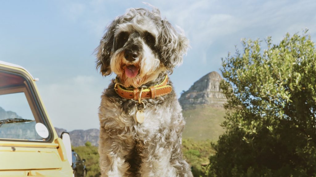 Cape Town's canine community inspires Chommies' brand-new collection
