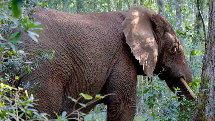Look: Wildlife filmmaker encounters Knysna Forests' solitary elephant
