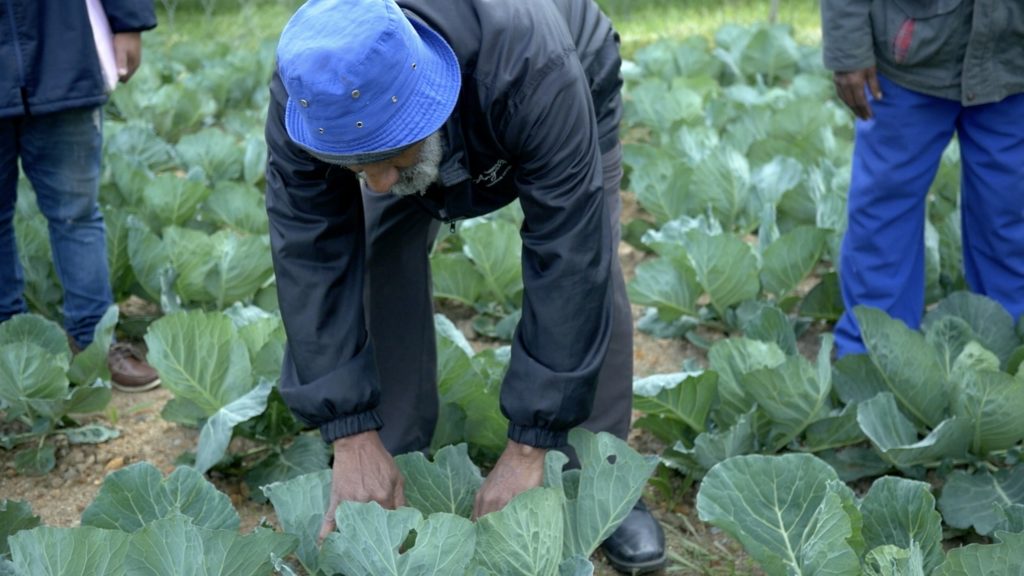 Klapmuts veggie garden: Curing the community with cabbage