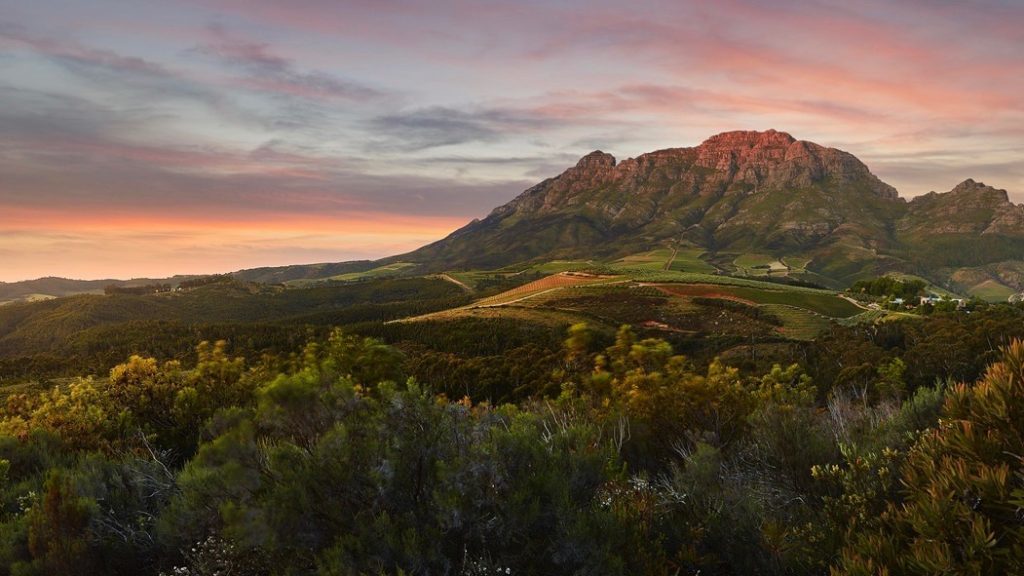 3 Western Cape vineyards in the top 50 of the world's best