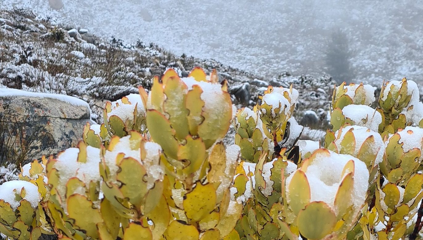 Look: Matroosberg blanketed in snow as cold front passes over WC