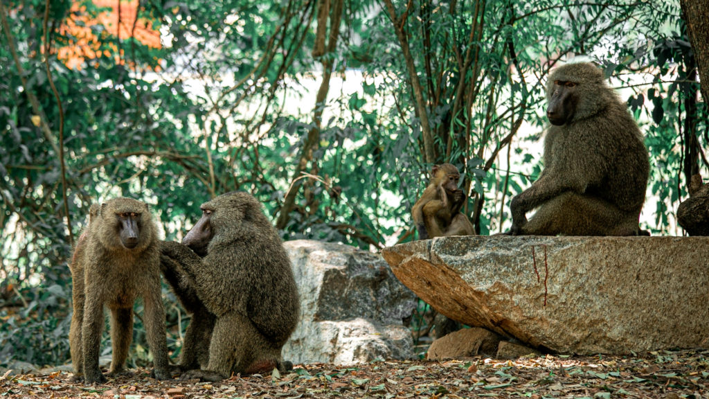 Agreement signed for a more sustainable baboon programme in the Cape