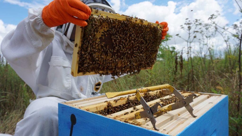 Thousands of bee colonies lost during Western Cape floods