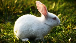 rabbit haemorrhagic disease