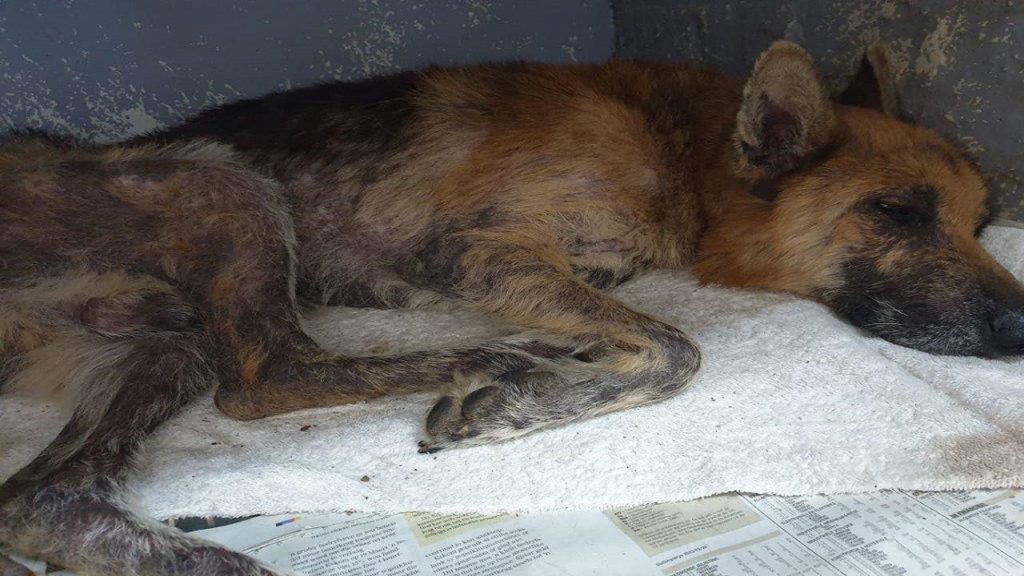 SPCA's quick response saves dog buried alive in Delft