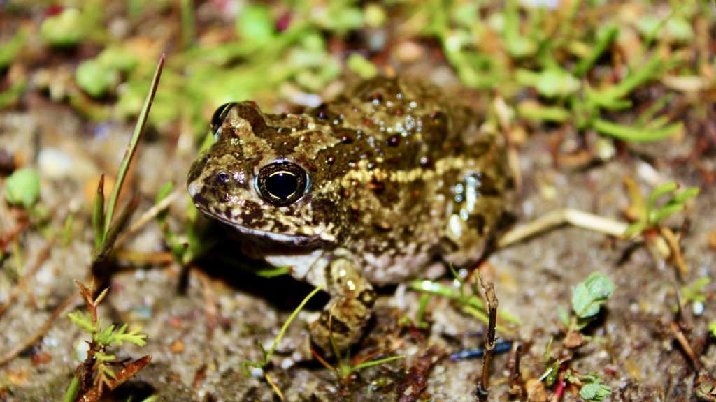 Don't let conservation efforts croak: Join the Frog Flair Night Walk