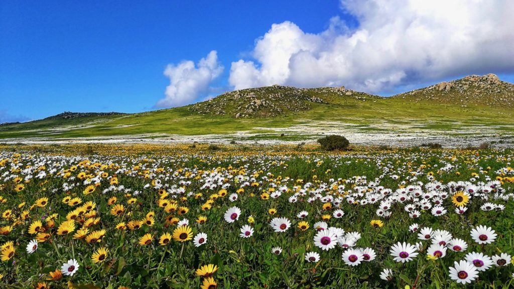 The best places to see wildflowers in the Western Cape