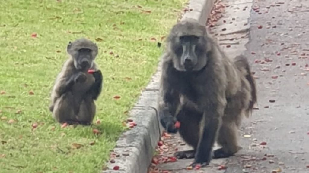 Activists unite to protect 'abandoned' baboon troop in Constantia
